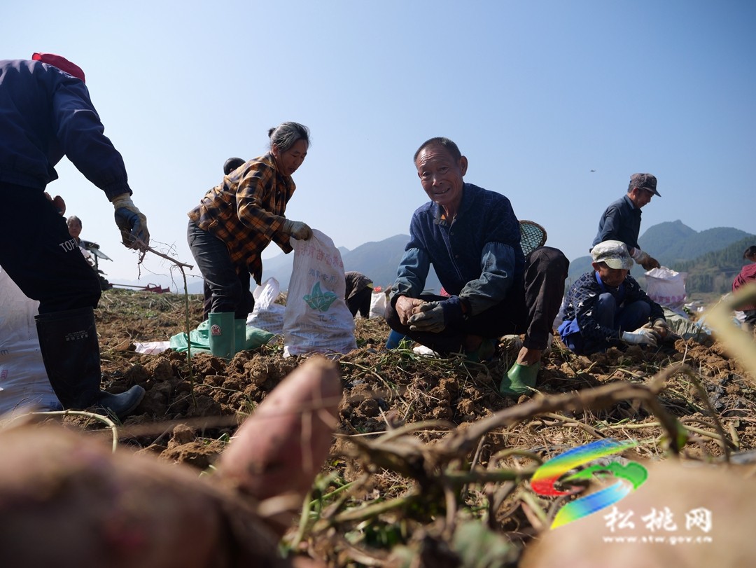 普覺鎮(zhèn)：紅薯喜豐收   致富增收有“薯”光