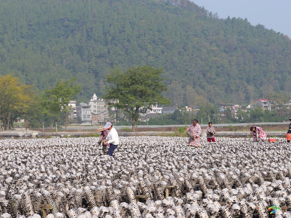 普覺(jué)鎮(zhèn)70萬(wàn)棒木耳迎頭茬采摘