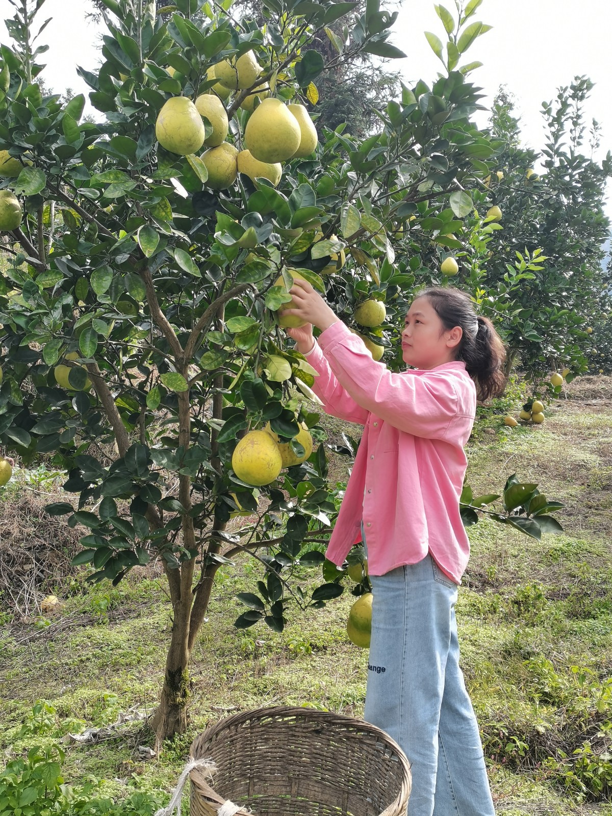 大坪場(chǎng)鎮(zhèn):柚果飄香迎豐收
