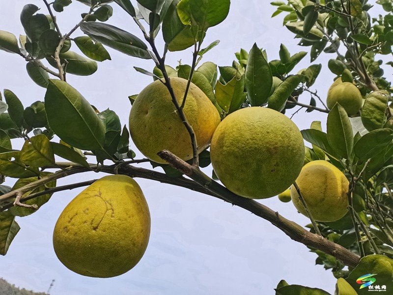 大坪場(chǎng)鎮(zhèn):柚果飄香迎豐收
