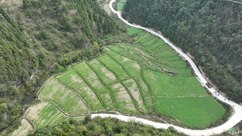 木樹鎮(zhèn)：油菜播種育新綠   秋冬閑田煥新機(jī)