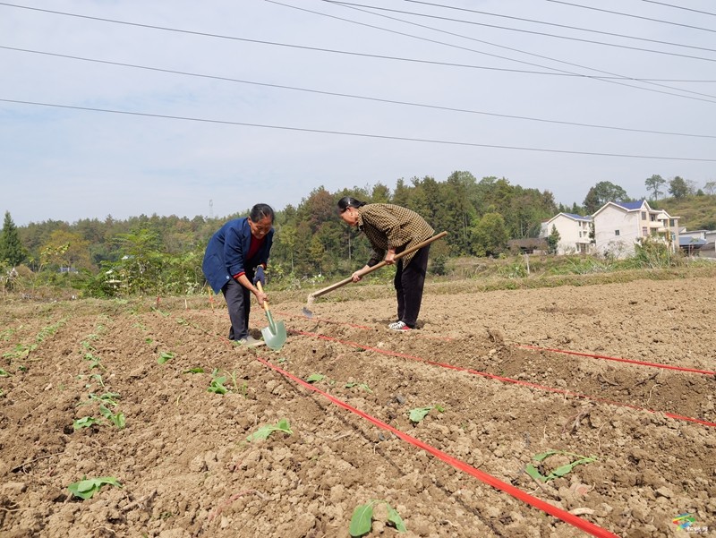 木樹鎮(zhèn)：油菜播種育新綠   秋冬閑田煥新機(jī)