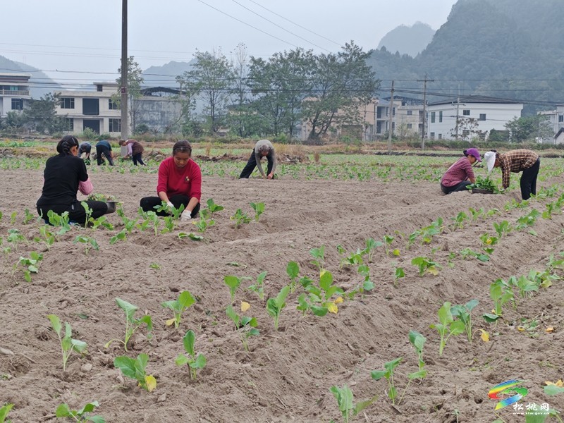 寨英鎮(zhèn)：搶抓農(nóng)時 掀起油菜移栽熱潮