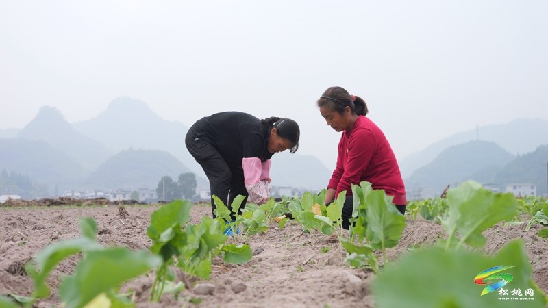寨英鎮(zhèn)：搶抓農(nóng)時 掀起油菜移栽熱潮