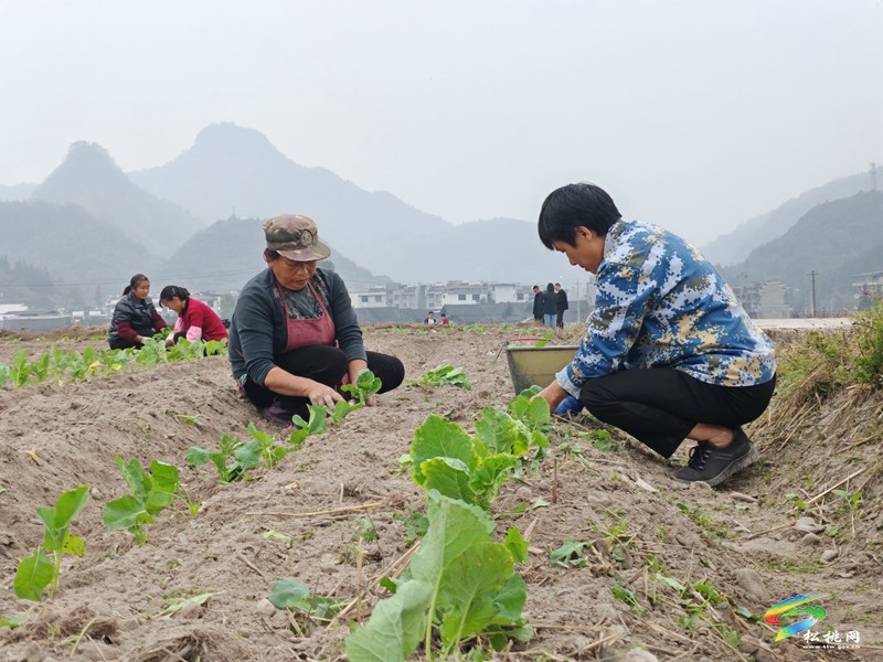 寨英鎮(zhèn)：搶抓農(nóng)時 掀起油菜移栽熱潮