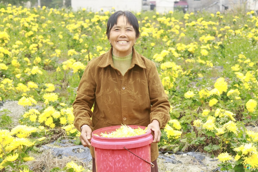 牛郎鎮(zhèn)：菊花綻放繪就美好“錢”景
