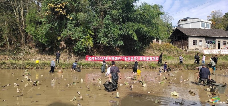 正大鎮(zhèn)聚寶村舉辦2024年干群連心“魚(yú)您同樂(lè)”徒手捉魚(yú)活動(dòng)