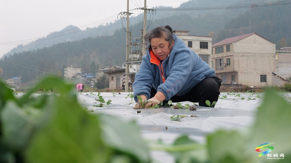 冬“織”綠夢，平頭鎮(zhèn)400 畝蔬田待春“收”