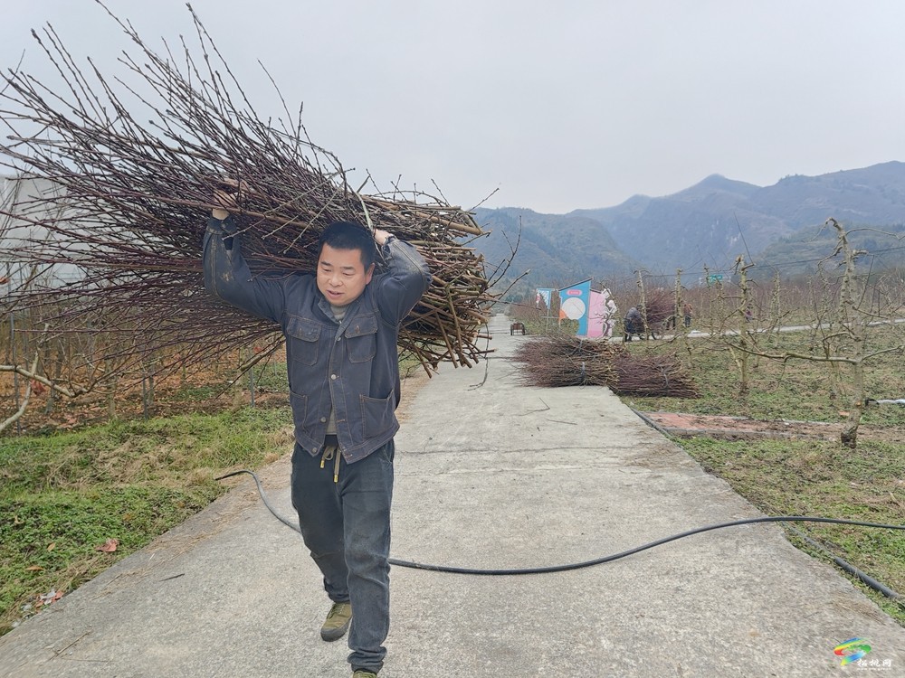 烏羅鎮(zhèn):冬閑人不閑 600畝春雨甜桃管護(hù)忙
