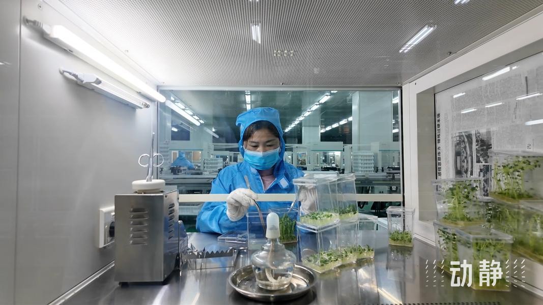 一粒小土豆背后的新質(zhì)生產(chǎn)力