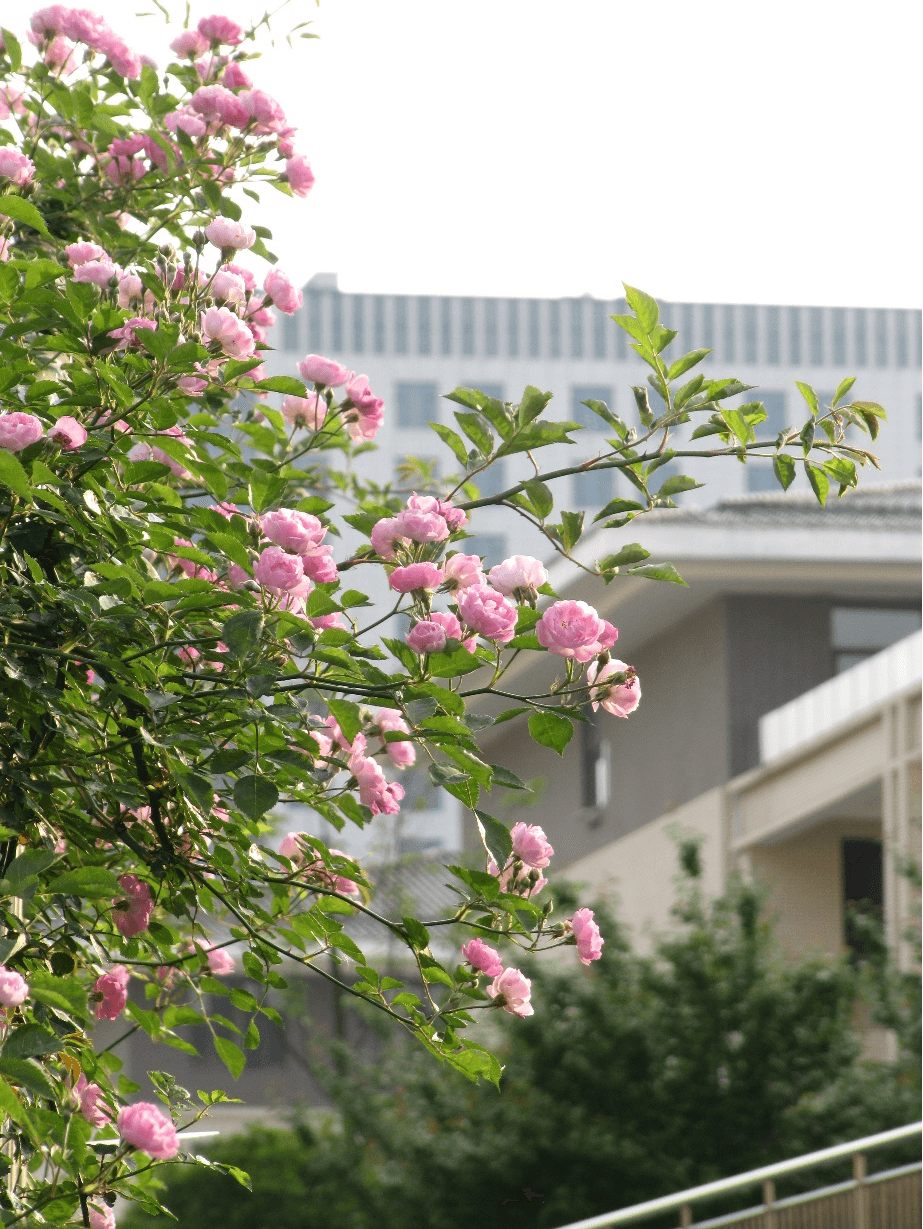 來貴陽，逛高校！說走就走的schoolwalk看這里→