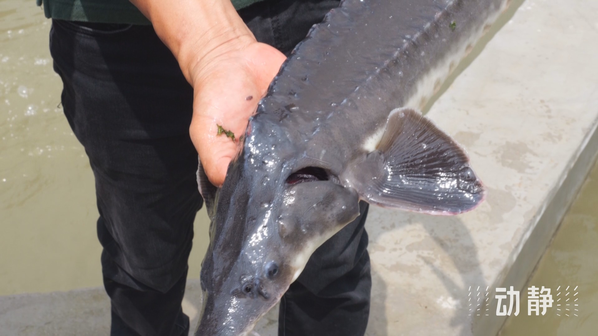 貴州安順：梯級(jí)生態(tài)養(yǎng)魚，以“含綠量”求“含金量”