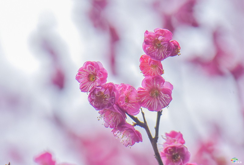 松桃：梅花盛開  盡享春日浪漫