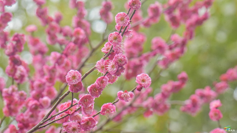 松桃：梅花盛開  盡享春日浪漫