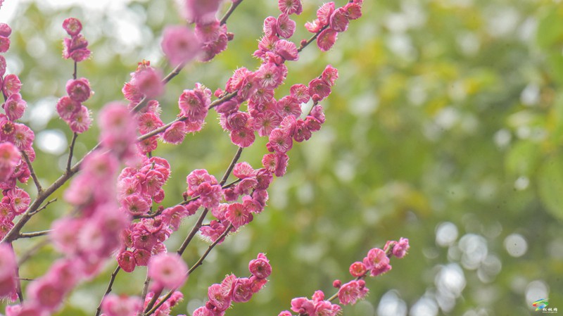 松桃：梅花盛開  盡享春日浪漫