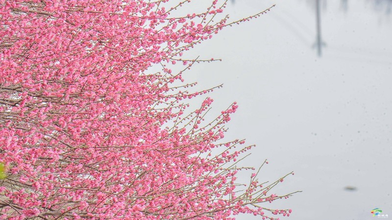 松桃：梅花盛開  盡享春日浪漫