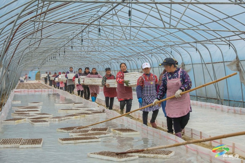 松桃：春耕忙育苗  繪就鄉(xiāng)村振興新圖景