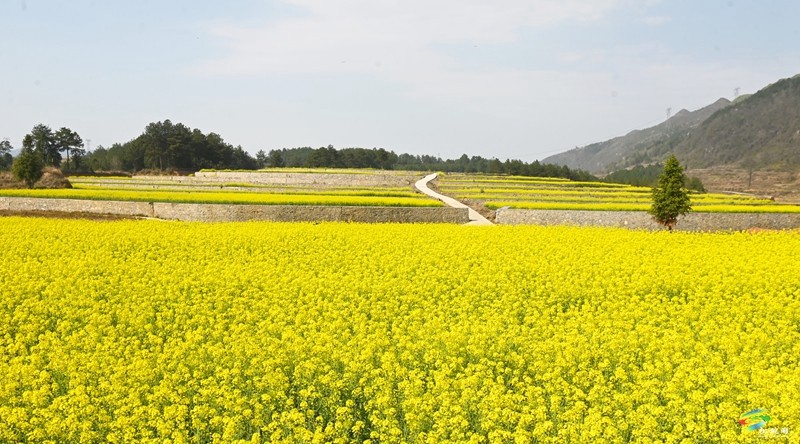 春日來信，盤信鎮(zhèn)千畝油菜花邀約～