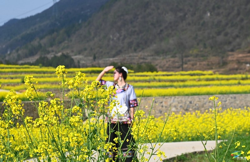 春日來信，盤信鎮(zhèn)千畝油菜花邀約～
