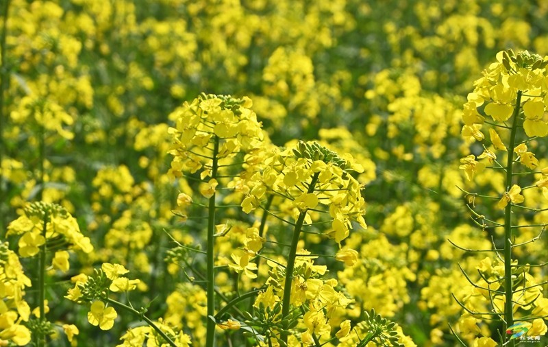 春日來信，盤信鎮(zhèn)千畝油菜花邀約～