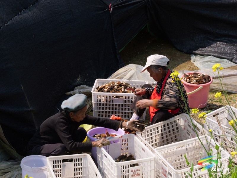 長坪鄉(xiāng)：春日“菌”光燦爛 羊肚菌采摘正酣