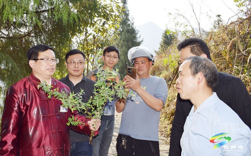 縣民族中醫(yī)院：全國基層名老中醫(yī)走進網紅村
