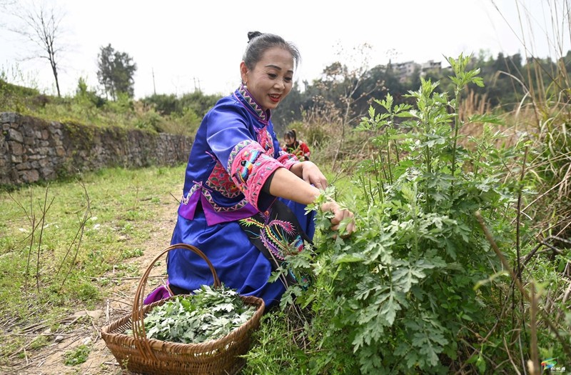 【網(wǎng)絡(luò)中國節(jié)·清明】松桃：制作清明粑  品嘗春天的味道