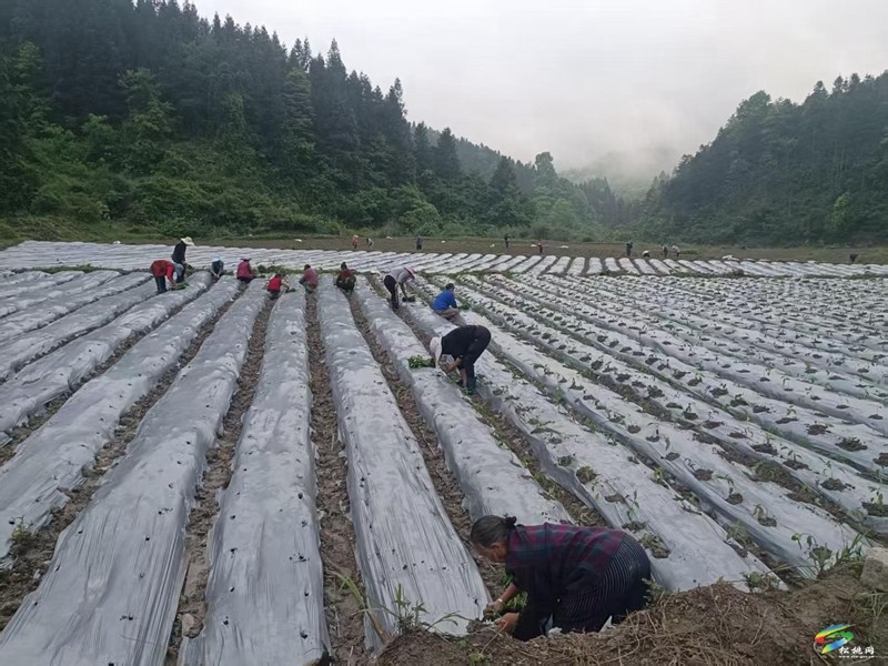 不負(fù)春光，春耕備耕一片“鬧”景象