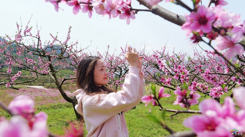 春日限定！普覺這片“花花世界”等你邂逅