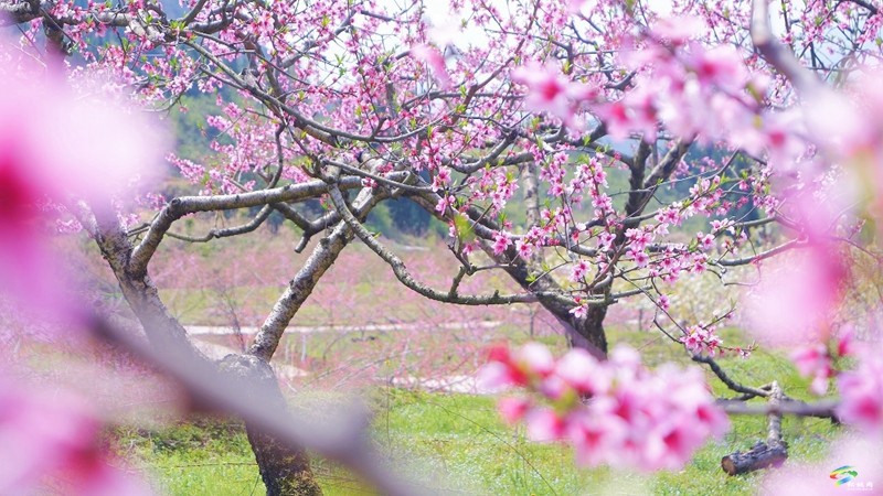 春日限定！普覺這片“花花世界”等你邂逅