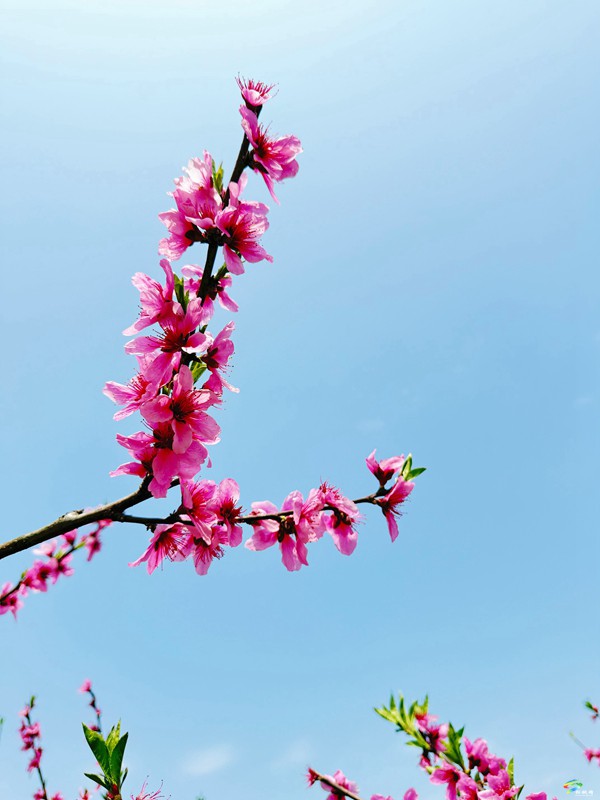 春日限定！普覺這片“花花世界”等你邂逅