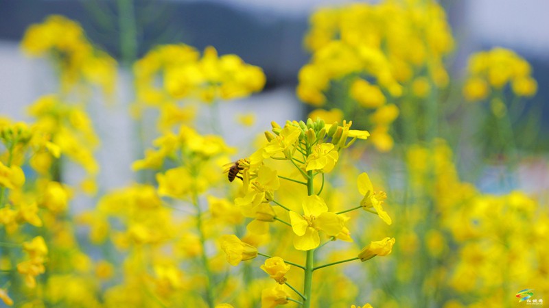 春日限定！普覺這片“花花世界”等你邂逅