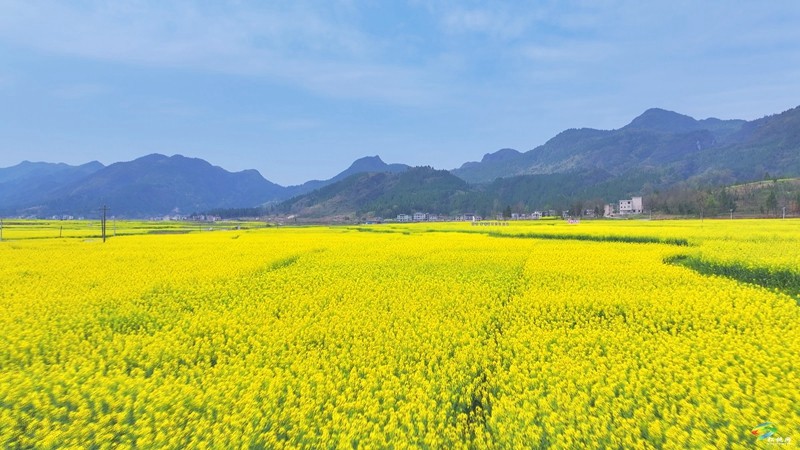 春日限定！普覺這片“花花世界”等你邂逅