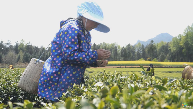 松桃：春茶吐綠  明前茶采摘正當(dāng)時(shí)