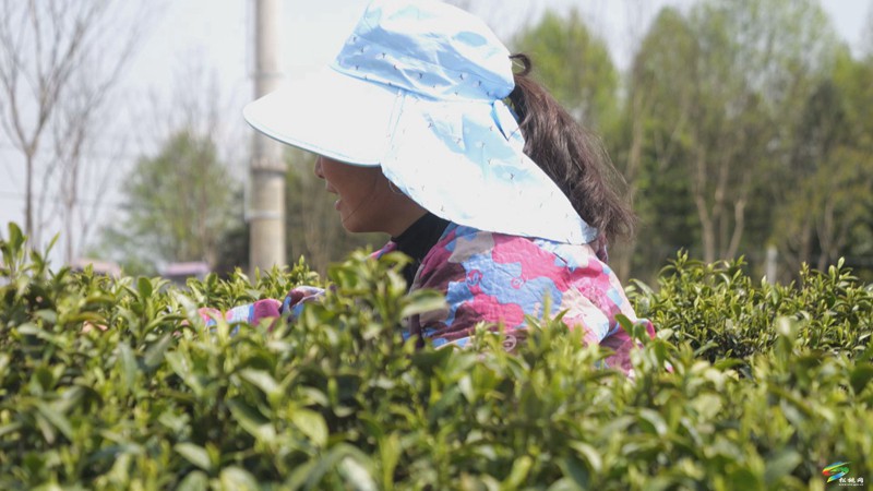 松桃：春茶吐綠  明前茶采摘正當(dāng)時(shí)