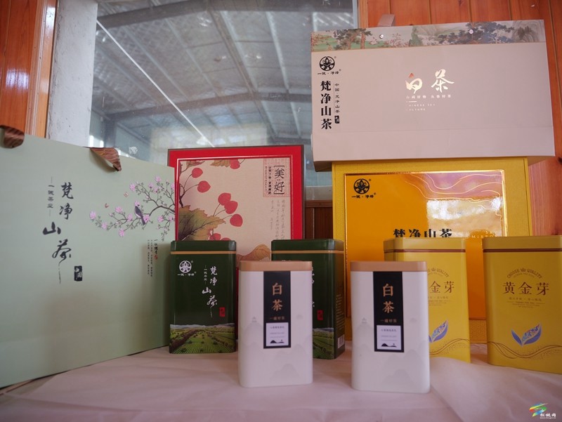 松桃：春茶吐綠  明前茶采摘正當(dāng)時(shí)