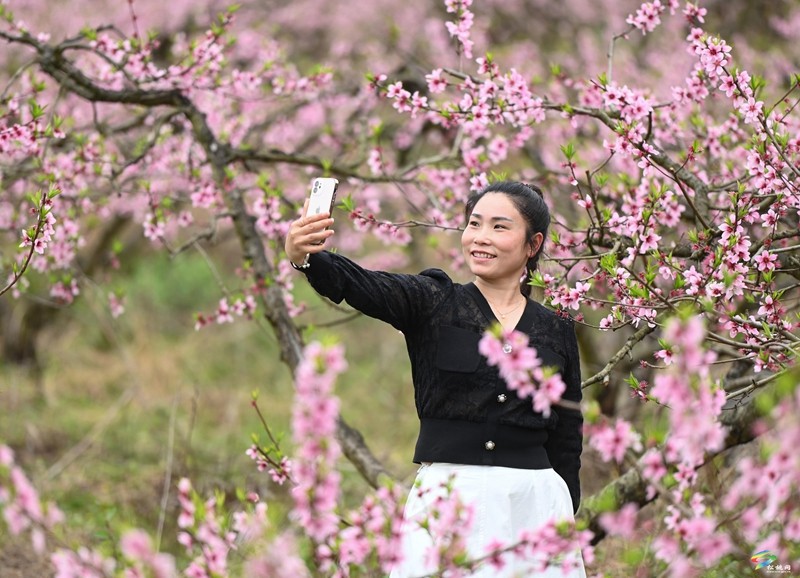 蓼皋街道中坪社區(qū)：桃花坡桃花開正濃  正是賞花好時節(jié)
