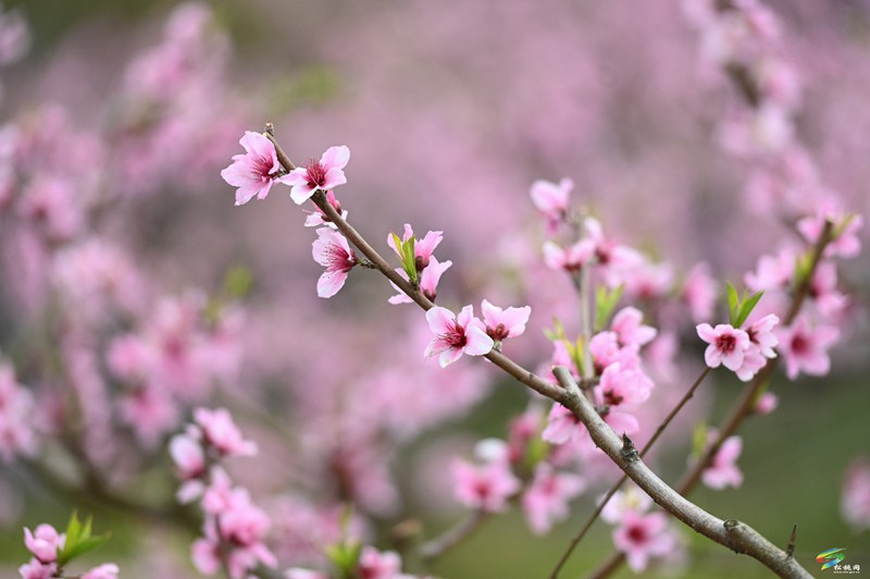 蓼皋街道中坪社區(qū)：桃花坡桃花開正濃  正是賞花好時節(jié)