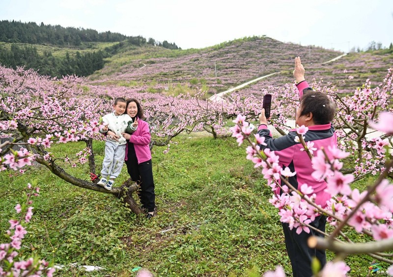 蓼皋街道中坪社區(qū)：桃花坡桃花開正濃  正是賞花好時節(jié)