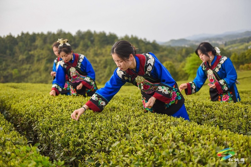 【網(wǎng)絡(luò)中國(guó)節(jié)·清明】松桃:風(fēng)箏載茶香 苗服映春山