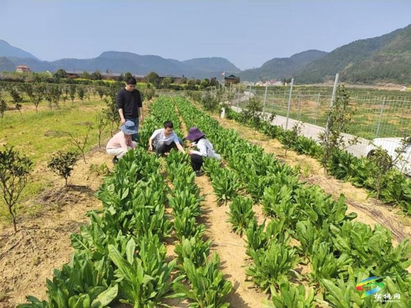 松桃：科技良種送到戶  蜜源花開(kāi)富農(nóng)家