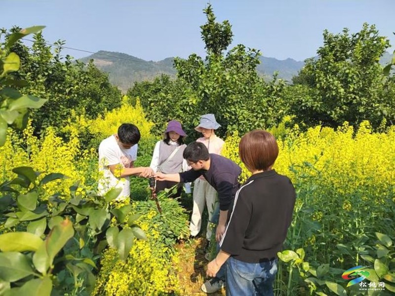 松桃：科技良種送到戶  蜜源花開(kāi)富農(nóng)家