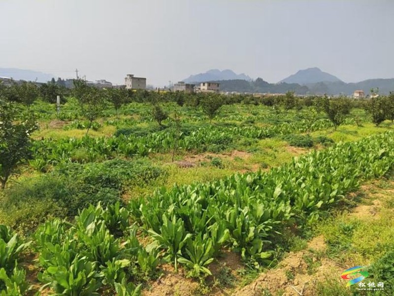 松桃：科技良種送到戶  蜜源花開(kāi)富農(nóng)家