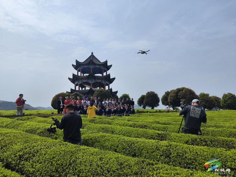 普覺鎮(zhèn)：春茶采摘正當時  茶香四溢迎客來