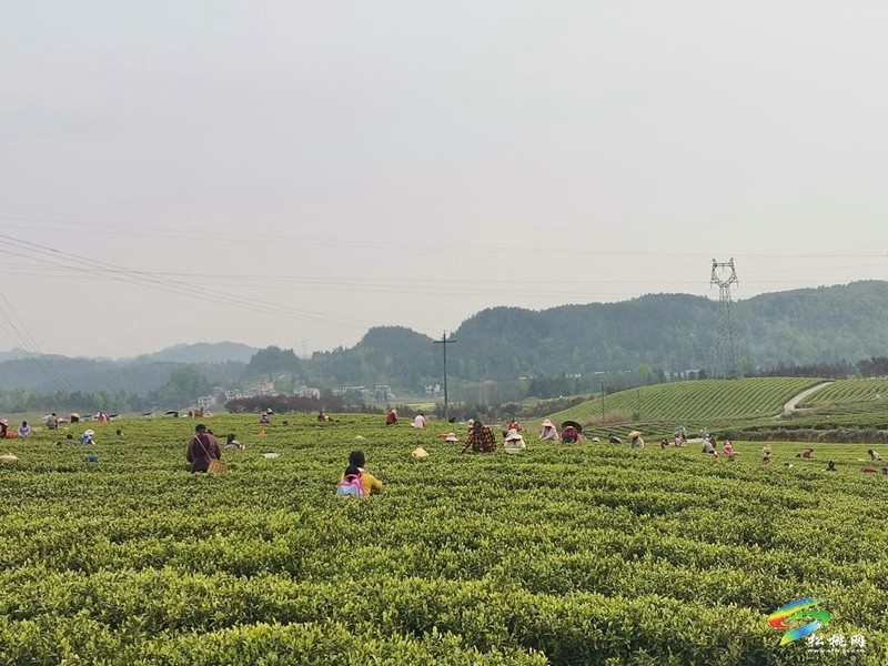 普覺鎮(zhèn)：春茶采摘正當時  茶香四溢迎客來