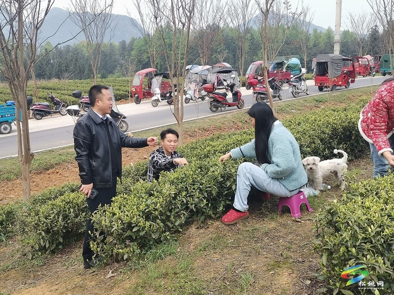 普覺鎮(zhèn)：春茶采摘正當時  茶香四溢迎客來