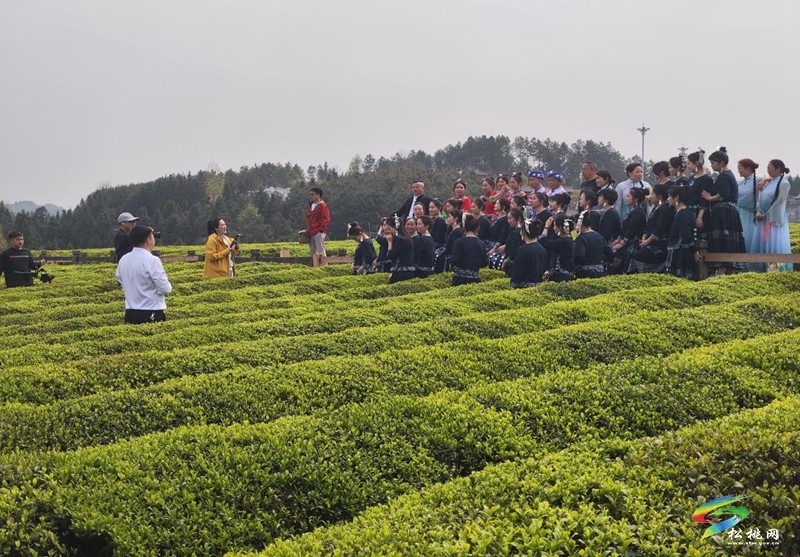 普覺鎮(zhèn)：春茶采摘正當時  茶香四溢迎客來