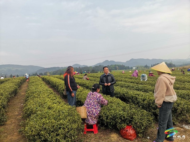 普覺鎮(zhèn)：春茶采摘正當時  茶香四溢迎客來