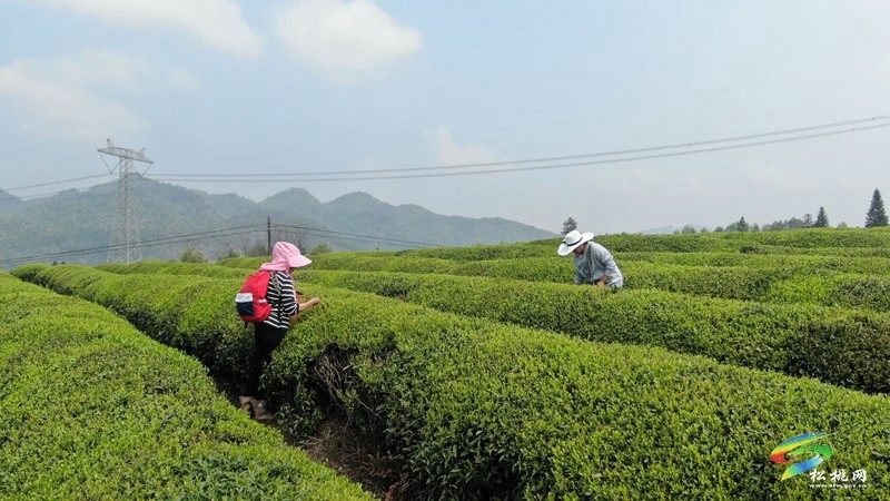 大坪場(chǎng)鎮(zhèn)：春茶采摘忙