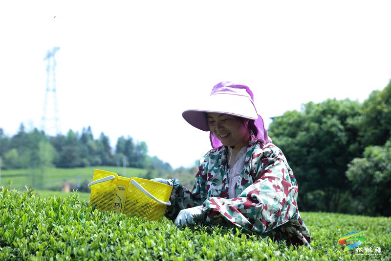 大坪場(chǎng)鎮(zhèn)：春茶采摘忙